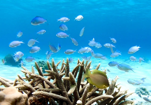 面白い海の生き物