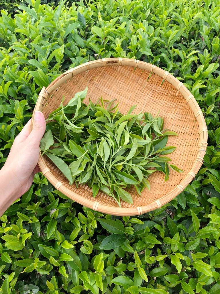 新茶の季節です。福岡のおいしい八女の新茶